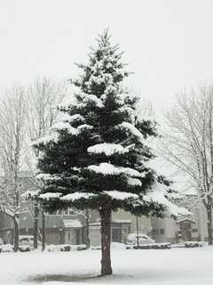 2015初雪3 (300x400).jpg