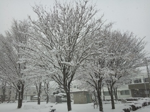2015初雪4 (300x225).jpg