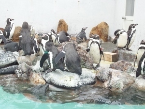 ペンギン達 (300x225).jpg