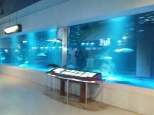大きな水槽 (300x225).jpg