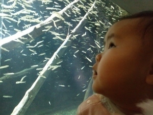 水槽を見つめるいちご (300x225).jpg