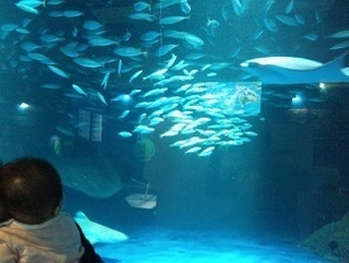 沢山の魚.jpg